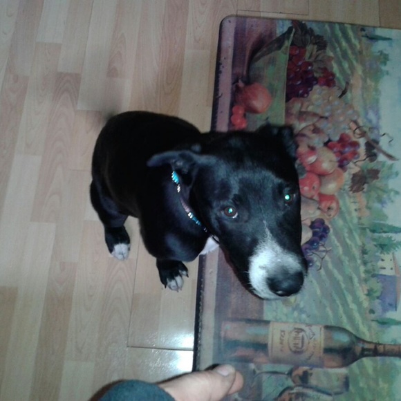 All my kids have paws - Picture 2 of 7